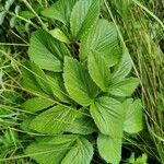 Angelica lucida Fuelha