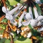Osmanthus delavayi Virág