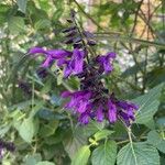 Salvia coeruleaFlor