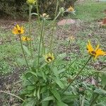 Rudbeckia fulgida عادت