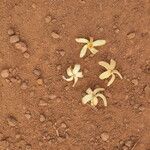Funtumia africana Vivejo