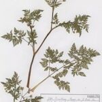Anthriscus caucalis autre