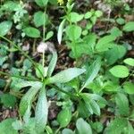 Ranunculus abortivus Feuille