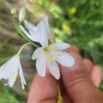 Anthericum ramosum Fula