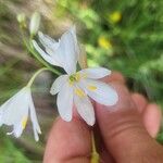 Anthericum ramosum Žiedas