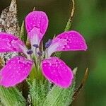 Dianthus armeriaKvet