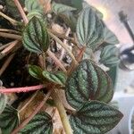 Peperomia albovittata 叶