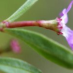 Lythrum tribracteatum Цветок