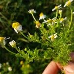 Anthemis cotula Kvet