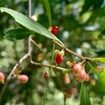 Maytenus boaria Fruit