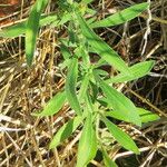 Erigeron sumatrensis Folha