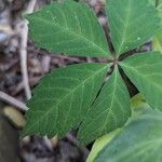 Panax quinquefolius Blad