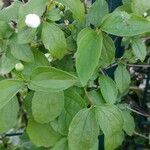 Philadelphus inodorus Blad