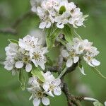 Pyrus nivalis Cvet