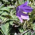 Campanula herminii Цвят