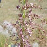 Himantoglossum adriaticum Flower