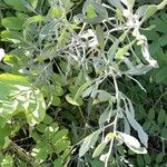 Tessaria absinthioides Hábito
