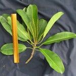 Sapium allenii Other