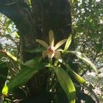 Cattleya forbesii പുഷ്പം