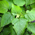 Catalpa bignonioides Folha