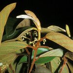 Coussapoa asperifolia Levél