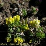 Draba hoppeana Outro