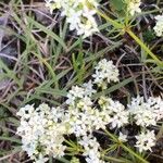 Galium saxatile Λουλούδι