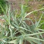 Arundo donaxLeaf