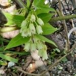 Staphylea trifolia