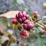 Rubus camptostachys Fruto