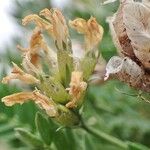 Oxytropis campestris Fruto