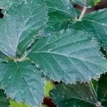 Rubus vestitus Blatt