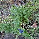 Gentiana calycosa Habit