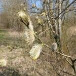 Salix daphnoides Flor