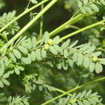 Phyllanthus amarus Blad