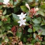 Abelia x grandiflora Flor