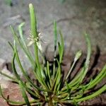 Ranunculus minimus Plante entière