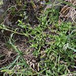 Sideritis hyssopifolia Hábito