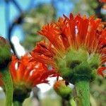 Hypericophyllum compositarum Flor