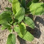 Stachys maritima Leaf