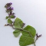 Clinopodium menthifolium Flower