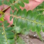 Phyllanthus niruri Leaf