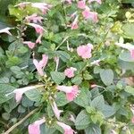 Salvia coccineaFlower