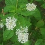 Ceanothus americanus花