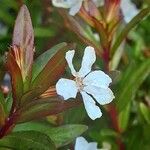 Cuphea racemosa Flower
