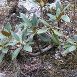 Rhododendron taliense Habit