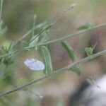 Evolvulus alsinoides Flower