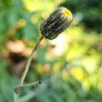 Sonchus arvensis Žiedas