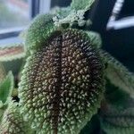 Pilea involucrata Ліст