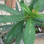 Asclepias syriaca Frunză